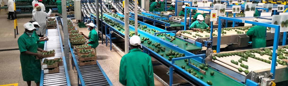 Grading and packing Hass avocados for export